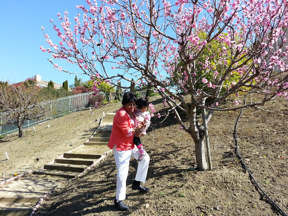 nectarineblossom